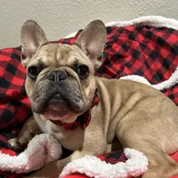 Lilac fawn male, a male French Bulldog for sale in Weatherford, TX – Photo 2 of 9