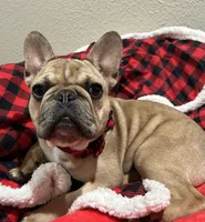 Lilac fawn male, a male French Bulldog for sale in Weatherford, TX – Photo 2 of 9