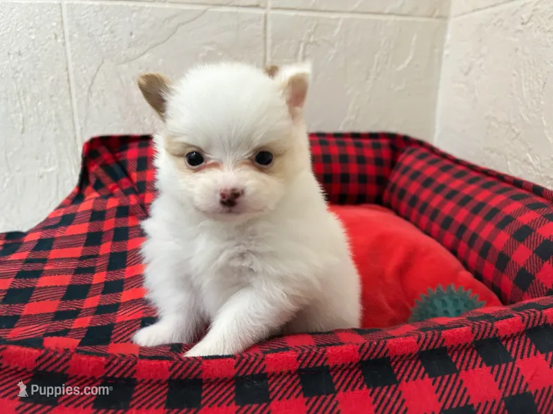 Cream parti female petite