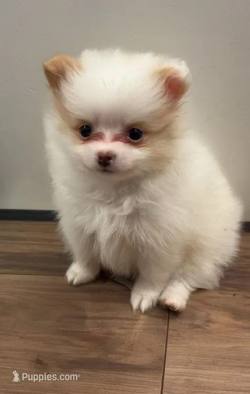 Cream parti female petite