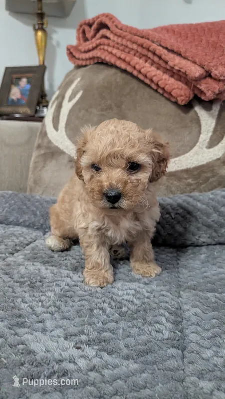 Milo – Poodle - Miniature  puppy for sale in Gadsden, AL