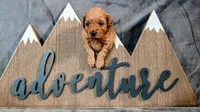 Harry, a male Poodle - Miniature  for sale in Gadsden, AL – 3 of 5