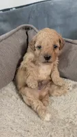 Milo, a male Poodle - Miniature  for sale in Gadsden, AL – 3 of 5