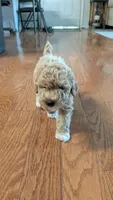 Timber, a male Poodle - Miniature  for sale in Gadsden, AL – 2 of 4