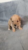 Milo, a male Poodle - Miniature  for sale in Gadsden, AL – 5 of 5