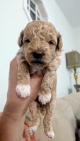 Timber, a male Poodle - Miniature  for sale in Gadsden, AL – 4 of 4