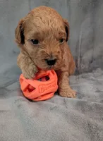 Harry, a male Poodle - Miniature  for sale in Gadsden, AL – 4 of 5