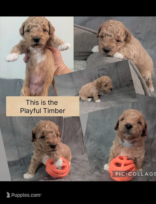 Timber – Poodle - Miniature  puppy on hold in Gadsden, AL