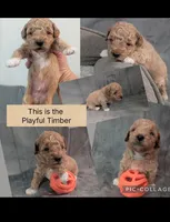 Timber, a male Poodle - Miniature  for sale in Gadsden, AL – 1 of 4