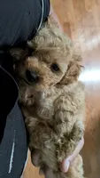 Milo, a male Poodle - Miniature  for sale in Gadsden, AL – 2 of 5