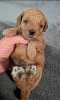 Harry, a male Poodle - Miniature  for sale in Gadsden, AL – 5 of 5