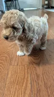 Timber, a male Poodle - Miniature  for sale in Gadsden, AL – 3 of 4