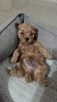 Harry, a male Poodle - Miniature  for sale in Gadsden, AL – 2 of 5