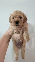 Milo, a male Poodle - Miniature  for sale in Gadsden, AL – 4 of 5