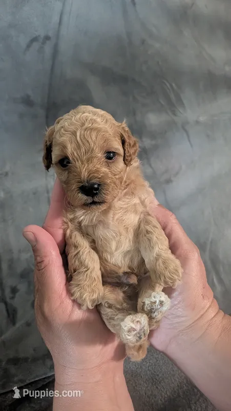 Milo – Poodle - Miniature  puppy for sale in Gadsden, AL