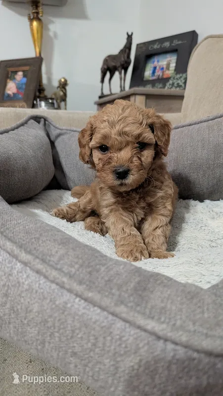 Harry – Poodle - Miniature  puppy for sale in Gadsden, AL