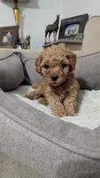 Harry, a male Poodle - Miniature  for sale in Gadsden, AL – 1 of 5