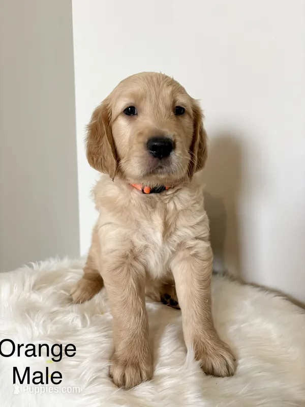 Bentley  – Golden Retriever puppy for sale in Lebanon, TN