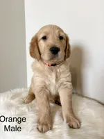 Bentley , a male Golden Retriever for sale in Lebanon, TN – 1 of 3