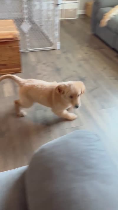 Bentley , a male Golden Retriever for sale in Lebanon, TN – 3 of 3
