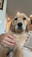 Bentley , a male Golden Retriever for sale in Lebanon, TN – 2 of 3