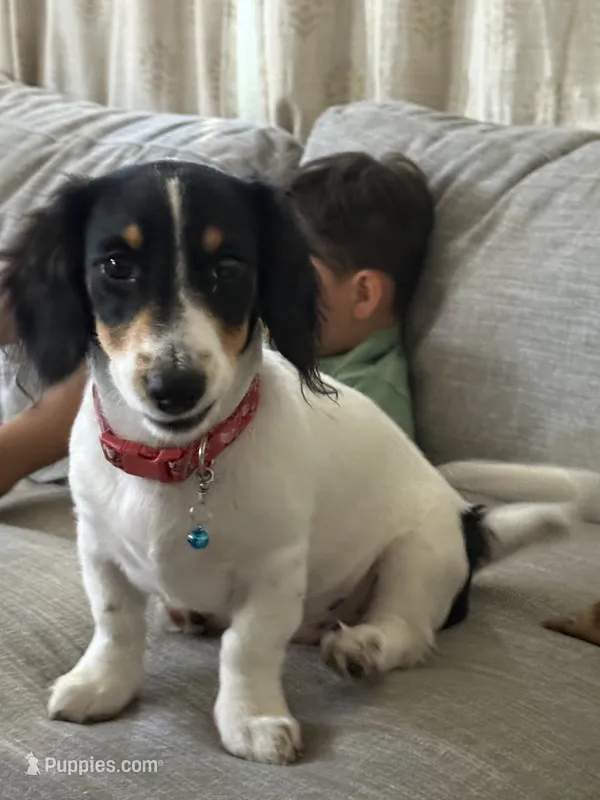 Max – Dachshund, Chihuahua puppy for sale in San Bernardino, CA