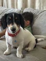 Max, a male Dachshund and Chihuahua for sale in San Bernardino, CA – 1 of 3