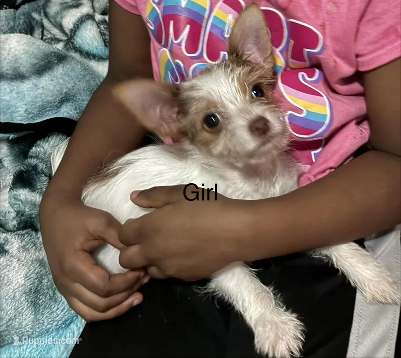 Puppy girl , a female Yorkshire Terrier and Pomchi for sale in Pelzer, SC – Photo 1 of 1