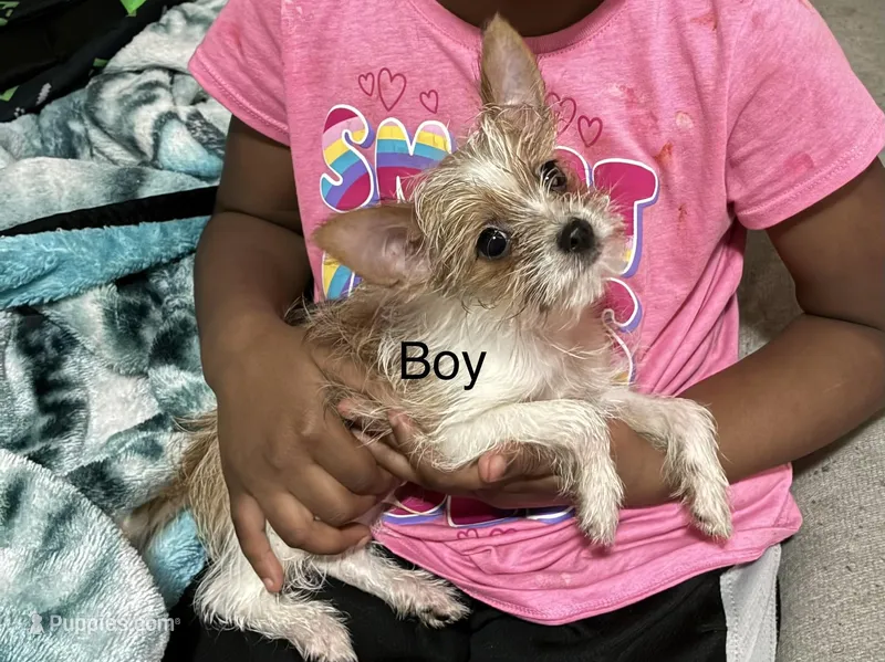 Puppy boy, a male Yorkshire Terrier and Pomchi for sale in Pelzer, SC – Photo 1 of 1