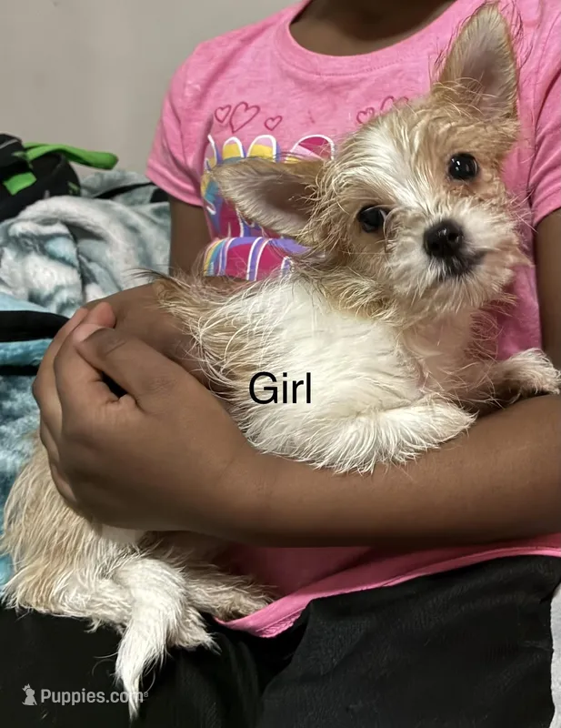 Puppy girl 3, a female Yorkshire Terrier and Pomchi for sale in Pelzer, SC – Photo 1 of 1