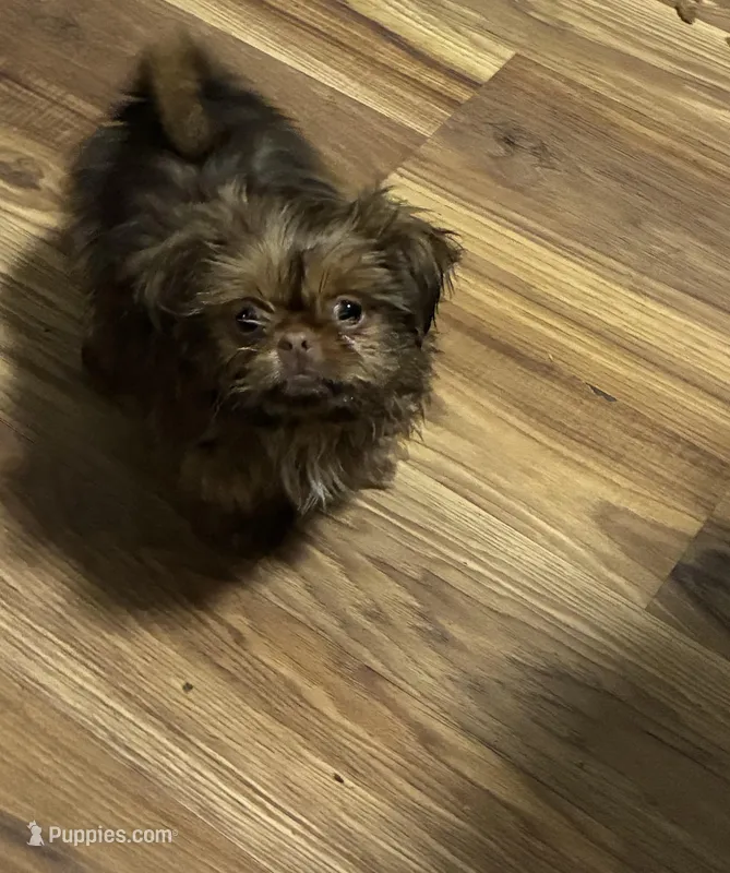 Hershii, a male Shih Tzu for sale in Pelzer, SC – Photo 1 of 2