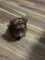 Hershii, a male Shih Tzu for sale in Pelzer, SC – Photo 2 of 2