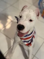 Pinky, a female Dogo Argentino for sale in La Porte, TX – 6 of 8