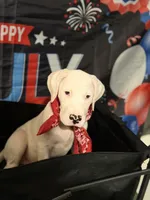 Violet, a female Dogo Argentino for sale in La Porte, TX – 3 of 3