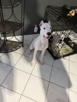 Precious, a female Dogo Argentino for sale in La Porte, TX – 2 of 3