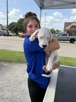 Precious, a female Dogo Argentino for sale in La Porte, TX – 2 of 3