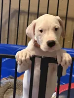 Pinky, a female Dogo Argentino for sale in La Porte, TX – 5 of 5