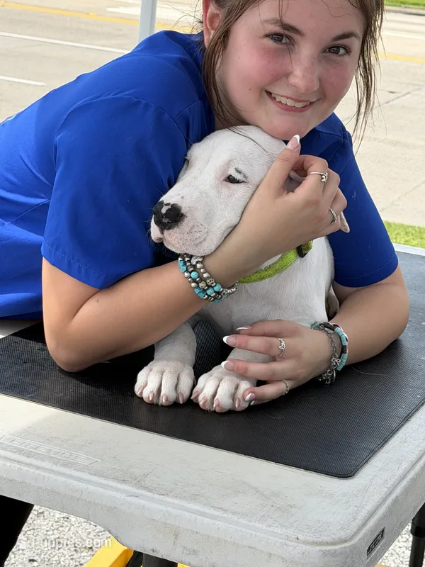 Savanna – Dogo Argentino puppy for sale in La Porte, TX