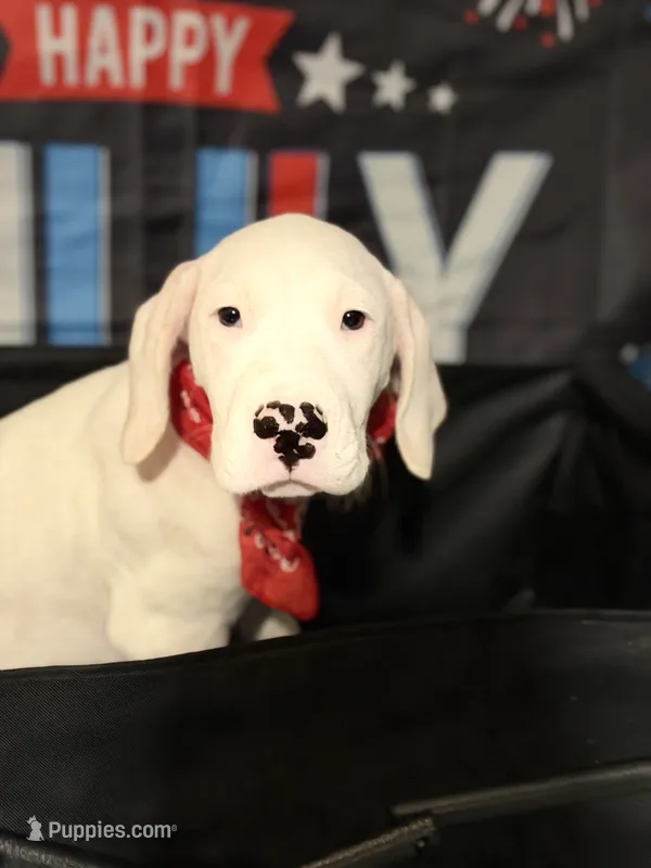 Violet – Dogo Argentino puppy for sale in La Porte, TX