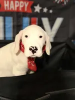 Violet, a female Dogo Argentino for sale in La Porte, TX – 1 of 3