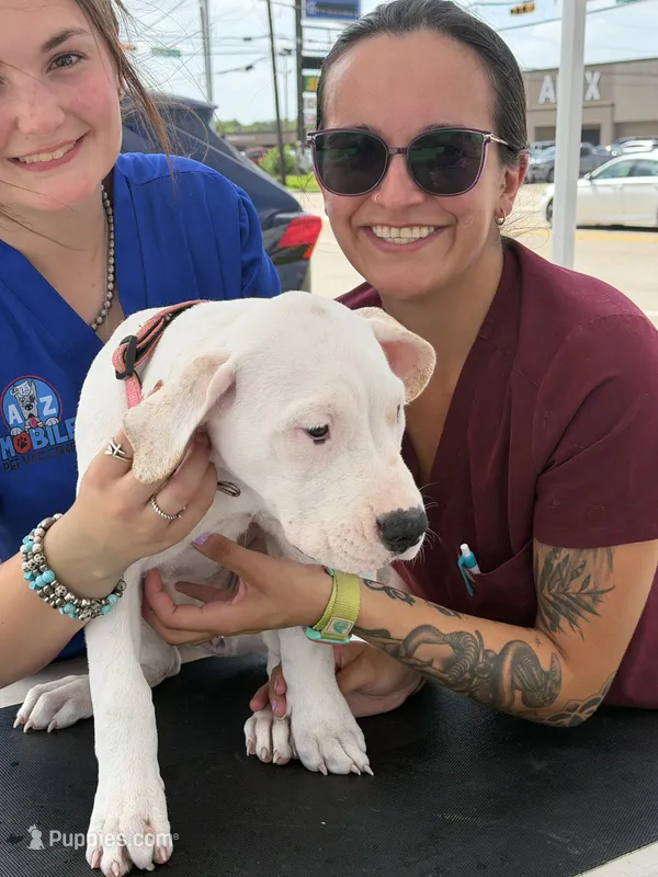 Precious – Dogo Argentino puppy for sale in La Porte, TX