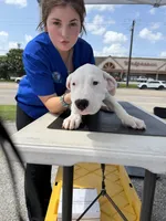 Precious, a female Dogo Argentino for sale in La Porte, TX – 3 of 3