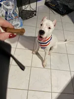 Precious, a female Dogo Argentino for sale in La Porte, TX – 1 of 3