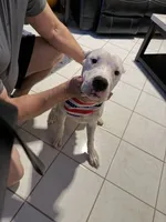 Pinky, a female Dogo Argentino for sale in La Porte, TX – 7 of 8