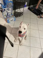 Pinky, a female Dogo Argentino for sale in La Porte, TX – 8 of 8