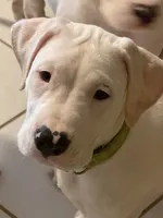 Savanna, a female Dogo Argentino for sale in La Porte, TX – 3 of 3
