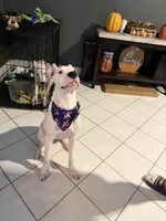 Precious, a female Dogo Argentino for sale in La Porte, TX – 3 of 3