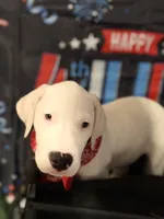 Pinky, a female Dogo Argentino for sale in La Porte, TX – 2 of 5