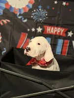 Violet, a female Dogo Argentino for sale in La Porte, TX – 2 of 3