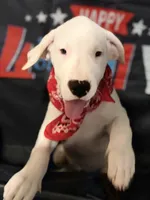 Pinky, a female Dogo Argentino for sale in La Porte, TX – 3 of 5
